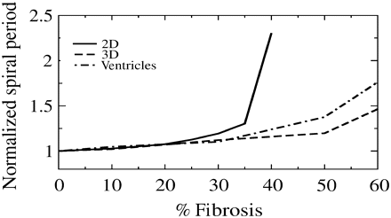 Spiral period increase due to diffuse fibrosis. Period of spiral wave rotation as a function of the percentage fibrosis in 2D tissue, 3D tissue, and the ventricular geometry. Spiral wave periods are normalized relative to the spiral wave period in tissue without fibrosis.