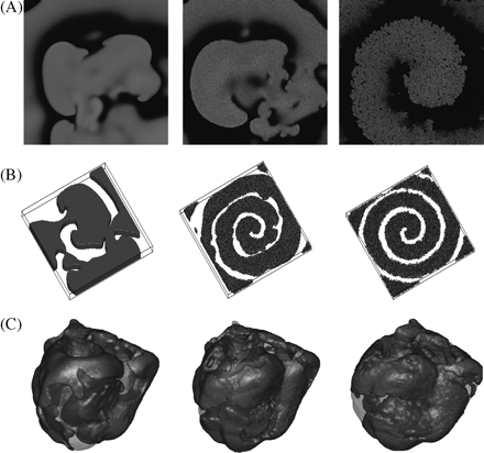 Suppression of spiral break-up by diffuse fibrosis. (A) Spiral dynamics for spiral break-up parameter settings in 2D tissue with 0, 10, and 35% fibrosis, (B) in 3D tissue with 0, 40, and 50% fibrosis, and (C) in the ventricles with 0, 30, and 40% fibrosis.