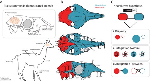 Schematic illustration of the hypothesis framework implemented in this study. (A) Domesticated animals share, to a varying degree, a suite of traits. These traits are hypothesized to have been caused by disruption in neural crest development (the neural crest hypothesis; Wilkins et al. 2014). (B) The neural crest is responsible for the patterning of some cranial bones, studied here using geometric morphometric landmarks collected on domestic/wild mammals, as seen in dorsal (top), ventral (middle), and lateral (bottom) views. Landmarks were subset into two modules, Neural Crest (NC, blue) and Mesoderm (MD, red), based on tissue origin of cranial elements, after Mischina and Snider (2014). (C) The neural crest hypothesis was evaluated using measures of modularity and integration, under the following predictions: i) module disparity will be greater for domestic versus wild forms, and module disparity for the NC module will be greater than that for the MD module, ii) within-module integration magnitudes will be lower for domestic forms versus wild forms, and integration magnitudes will be lower for the NC module compared to the MD module, and iii) measures of between module integration will be lower for domestic forms compared to wild forms. Cranial illustrations modified after Balcarcel et al. (2021). Not all landmarks illustrated could be recorded for all species due to species-specific cranial morphology. Landmark descriptions are provided in Table S1.