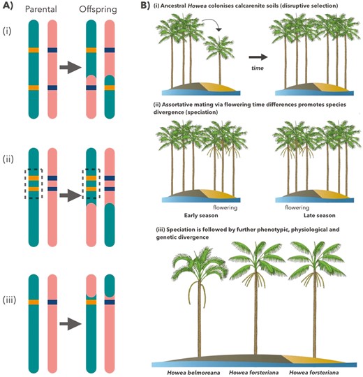 A, alternative genetic mechanisms of sympatric speciation in Howea palms: (i) alleles for stress tolerance and altered flowering time (orange) are located at independent loci on the parental chromosome. Recombination (arrow) breaks up the allele combination in gametes, homogenizing populations and preventing speciation; (ii) alleles for stress tolerance and altered flowering time (orange) are located at tightly linked loci (linkage disequilibrium). Recombination fails to segregate alleles, leading to divergence and potential sympatric speciation; (iii) a single allele (orange) pleiotropically confers stress tolerance and flowering time displacement. Traits cannot be segregated during meiosis, leading to ecological divergence and potential sympatric speciation. B, speciation scenario in Howea palms: (i) ancestral Howea colonizes calcarenite deposits, resulting in disruptive selection via adaptation to environmental stresses and triggering flowering time differences; (ii) assortative mating via displacement of flowering phenology promotes reproductive isolation; (iii) further divergence arises after speciation.