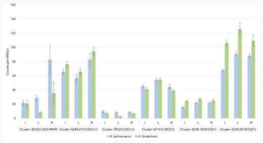 Expression levels (in read counts per million) of Howea orthologues of the Arabidopsis knockout genotypes which demonstrated both significantly altered flowering time and stress response phenotypes in comparison with wild type (unpublished data from Osborne et al. 2019. Excludes A. thaliana locus SAL1, for which the transcriptome used by Osborne et al. did not resolve a putative orthologue). ‘I’ indicates expression in inflorescence tissues, ‘L’ leaf tissues, ‘R’ root tissues. Error bars show standard error.