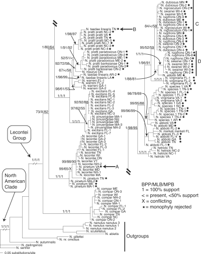Bayesian phylogram with Bayesian, likelihood, and parsimony support values for the COI/COII data partition. Support is given for selected nodes in the following order: Bayesian posterior probabilities (BPP)/maximum likelihood bootstrap (MLB)/maximum parsimony bootstrap (MPB). Stars indicate species for which monophyly was rejected (see Bayesian Tests of Monophyly sections). The letters A, B, C, and D refer to species or clades that are discussed further in the text.