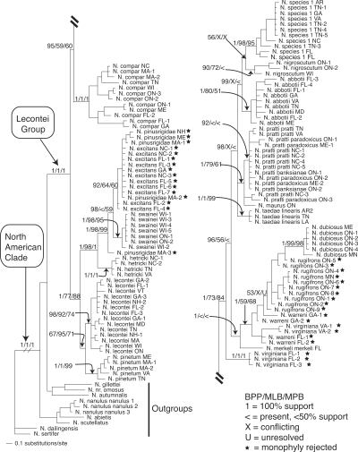 Bayesian phylogram with Bayesian, likelihood, and parsimony support values for the combined nuclear (NUC) data partition. Support is given for selected nodes in the following order: Bayesian posterior probabilities (BPP)/maximum likelihood bootstrap (MLB)/maximum parsimony bootstrap (MPB). Stars indicate species for which monophyly was rejected (see Bayesian Tests of Monophyly sections).