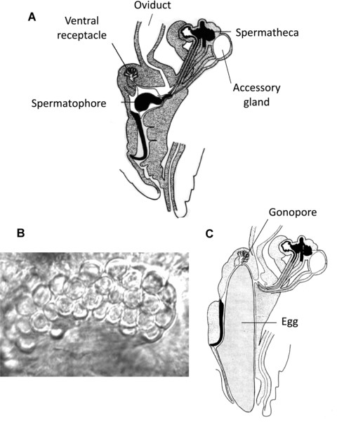 (A) Sketch of a female reproductive tract showing the location of a spermatophore shortly after mating, the female sperm storage organs (spermathecae), and the site of fertilization (ventral receptacle, VR). (B) Oil immersion image (1000×) of a VR containing coiled sperm inside each individual chamber. (C) Female reproductive tract prior to oviposition illustrating how the gonopore of the egg is positioned below the VR (A and C adapted from Kotrba 1993).