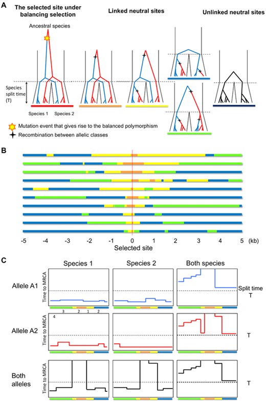 Sites linked to a balanced trans-species polymorphism have unusual genealogies. (A) The trees are ordered by the distance from the selected site. Blue and red lines represent lineages from the two allelic classes, respectively. (B) The state of each segment in ten simulation replicates. Each bar represents a 10 kb region centered on a trans-species balanced polymorphism (red dotted line). The color of the bar indicates the genealogical state of each segment (same as in A). Parameters were chosen to be plausible for humans and chimpanzees: N = 10,000, Na = 50,000, T = 160,000, p = 0.5, and r = 1.25 cM/Mb (see Supporting Information). (C) Summary of the coalescent time for a single realization of a segment carrying a balanced trans-species polymorphism. The sample consists of 20 lineages in total, five from each allelic class in each species. Each plot shows the time to the MRCA for a specific subset of the 20 lineages indicated on the top and left. The selected site is located in the center of the segment.