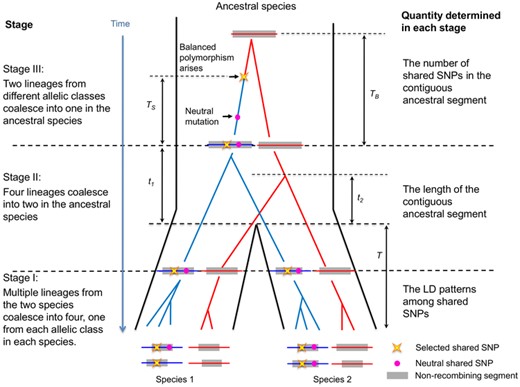 The genealogy of the contiguous ancestral segment. The proportion of each stage has been distorted for illustration purpose (e.g., stage I should be much shorter compared to stage II). See main text and Table 1 for the meaning of symbols.