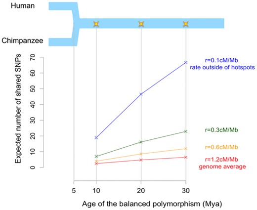 Expected number of shared SNPs in the contiguous ancestral segment. The upper panel is a schematic diagram of the demographic history of humans and chimpanzees, which merged into an ancestral species five million years ago (Mya). The star indicates the age of the balanced polymorphism. The lower panel shows the expected number of shared SNPs (including the selected one) in the two-sided contiguous ancestral segment. Note that the age of the balanced polymorphism here is measured from present, which is the sum of TS and the lengths of stages I and II.