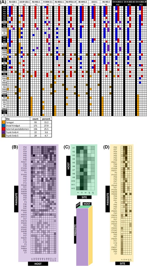 Parasite–host predicted infectivity matrices. (A) Binary attachment results (infective vs noninfective) for 51 Pasteuria ramosa isolates, 12 host clones, and five attachment sites. Parasite duplicates and attachment sites that did not lead to infection (see Fig. 2) were removed. Each colored square represents an attachment test for which >50% of tested host individuals showed attachment. Parasite isolates are sorted from top to bottom according to their order along principal component 1 (see Fig. 4). Host and parasite labels with white text on black background indicate samples from the Aegelsee population in Switzerland. Matrix was generated using the R package plot.matrix, version 1.4 (Klinke 2020). The summary table below the matrix shows counts and percentages of positive attachment at each site. (B–D) Consensus matrices representing two-dimensional versions of the full three-dimensional (parasite × host × site) matrix in (A), with mean attachment scores calculated across each axis. Each cell is shaded according to the proportion of positive attachment tests for each given combination. (B) Parasite–host consensus matrix (mean across attachment sites). Each cell represents one pairing of Daphnia magna clone (columns) and Pasteuria ramosa isolate (rows). (C) Host–site consensus matrix (mean across parasite isolates). Rows represent host clones and columns represent attachment sites. (D) Parasite–site consensus matrix (mean across hosts). Rows represent parasite isolates and columns represent attachment sites.