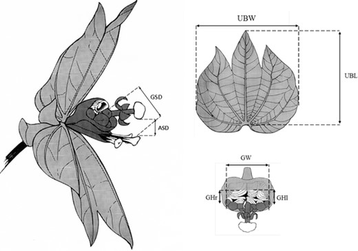 Traits measured on Dalechampia scandens blossom inflorescences. Gland-stigma distance (GSD) is the minimum distance between the resin gland and the central stigma, anther-stigma distance (ASD) is the minimum distance between the terminal male flower and the closest stigma, upper bract area (UBA) is the product of the upper bract length and width, and gland area (GA) is the product of the total gland width and the average height of the left and right gland halves. Drawings by M. Carlson.