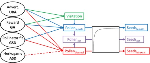 Graphical illustration of the pollination fitness function linking each D. scandens blossom trait to pollination fitness (see eqs. 1–3). The solid arrows represent hypothesized positive effects, and dashed arrows hypothesized negative effects. The number of seeds produced can increase through attraction of pollinators responding to the advertisement (UBA) or reward (GA) traits. During visitation, pollination efficiency is determined by the fit of the pollinator to the flower (GSD interacting with pollinator length). Last, pollen may be deposited onto the stigmas of the same blossom depending on the degree of herkogamy (ASD), with greater herkogamy hypothesized to reduce self-pollen load. The three pollination fitness measures, Seedsfemale, Seedsbisexual, and Seedsnet, used to estimate female-phase, bisexual-phase, and net selection are shown in blue, purple, and red, respectively.