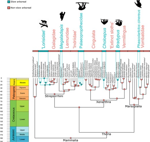 Time-calibrated tree of mammalian taxa here analyzed. Six convergent acquisitions of ‘slow arboreal’ adaptations (light blue branches and rectangles) were reconstructed with Stochastic Character Mapping (Bollback 2006). Species not sampled for the cortical compactness analysis and extinct taxa are indicated with * and ✝, respectively. Figure built with the “geoscalePhylo” function (“strap” R package, Bell and Lloyd 2015).
