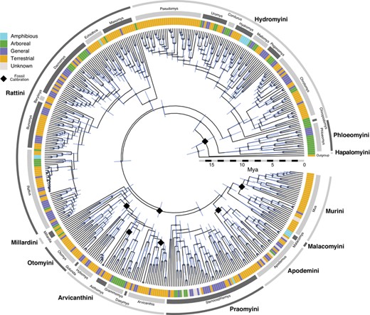 Time-calibrated maximum clade credibility tree of Murinae. Colored bars at the tips represent locomotor mode (see legend), while tribes (outer ring) and divisions (inner ring) are marked around the tree in alternating dark and light grey. Black diamonds signify fossil calibrations, grey dots indicate nodes with 95% credible support, and blue bars are 95% credible intervals of node ages. Not all taxa in the tree belong to divisions or tribes used in this manuscript. A higher resolution image with tip labels is available as Fig. S1.