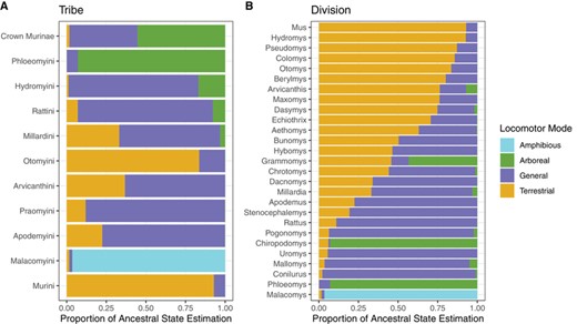 A) Estimated ancestral states of murine tribes. Crown Murinae is followed by tribes in descending order by crown age, and B) estimated ancestral states of murine divisions, sorted for easy visualization.