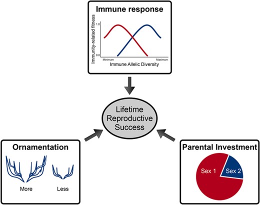 Model representation. Life history and sexual traits affect the lifetime reproductive success. The fitness components from parental investment (PI), immune system, and ornamentation are offspring success, survival of the parent plus offspring, and mating success, respectively. These contribute to an individual's lifetime reproductive success. We assumed that Sex 1 provides more PI than Sex 2. The sex-specific fitness from PI is modeled as frequency dependent because the number of copulations in one sex depends on the availability of the other sex. The individuals of one sex also have different levels of ornamentation, which they use to attract individuals of the other sex as potential mates. The model uses evolutionary game theory that gives frequency-dependent fitnesses of two types of individuals: those with more and those with lower level of ornaments. The individuals also differ in their immune genotypes. Each immune genotype yields a certain immunity-related fitness value that depends on the type and number of different immune alleles. The strength of immune response differs between sexes (sexual immune dimorphism). We modeled the evolution of these immune genotypes using population dynamics. Finally, the fitness obtained from PI, ornamentation, and immune response were used to measure the lifetime reproductive success of an individual.