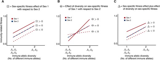 Schematic representation of different scenarios of sex-specific differences in host immunity-related fitness versus immune allelic diversity. We considered three distinct immune genotypes A1A1, A1A2, and A2A2 that result from mating between individuals having one immune gene locus A with two alleles A1 and A2 (Mendelian segregation, see Supporting Information). Fitness positively correlates with the number of different alleles or allelic diversity (Apanius et al. 1997; Eizaguirre et al. 2009). So genotypes A1A1 and A2A2 (homozygotes) will have the same fitness value as they both have only one type of allele. But A1A2 (heterozygote), which has two different types of alleles, will have a higher fitness. This is known as heterozygous advantage and occurs within both sexes. However, between the sexes, there can be sex-specific differences (Roved et al. 2017). This is shown in panels (A)–(C). In (A), Ω>0 would imply that Sex 1 will have a higher value of immune response compared to Sex 2 for any given allelic diversity. When Ω<0, Sex 1 has a lower values of immune response for any given allelic diversity compared to Sex 2. Another situation is also possible: Sex 1 can have higher immune response for a homozygous locus, and lower immune response for a heterozygous locus when compared to Sex 2. This is shown in (B), where Θ is the difference between the angles of the two lines. In (C), Δ differs from Ω by considering lines that are not parallel to each other, that is, case (C) is a combination of cases (A) and (B). When both sexes have the same immune response patterns, Ω=Θ=Δ=0.