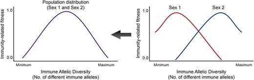 Schematic representation of host immunity-related fitness versus immune allelic diversity. For two immune gene loci A and B each having two alleles A1, A2 and B1, B2, there would be 10 distinct zygote genotypes. The population will comprise of individuals with these genotypes. Their immune responses would depend on these genotypes. The probability of immune response might reduce if the individual has too many immunity allele diversity. In the case of MHC, the autoimmune effect of having high MHC allele diversity reduces the probability of immune response (Nowak et al. 1992; Milinski 2006; Woelfing et al. 2009). Thus, there is an optimal allele diversity, which gives the parabolic shape to the curve. Recent studies have shown that males and females can have different optimal diversities (Roved et al. 2017, 2018; Winternitz et al., unpubl. ms.). Plotted here are hypothetical sex-specific optima of immune allelic diversity (Roved et al. 2017). The realized population distribution is what is typically looked at, but in our study we consider sex-specific optima of immune allelic diversity. Some immune genes may follow completely different sex-specific patterns from the one shown here (Roved et al. 2017; De Lisle 2019), and this model can be used for most kinds of immune genes.