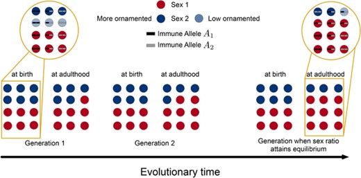 Illustration of the basic results from the model. We assumed that Sex 1 has higher parental investment (PI), and Sex 2 is involved in mating competition. Thus, Sex 2 was split into more ornamentation (MO) or less ornamentation (LO). The individuals further have diverse immune genotypes. In the first generation, we start with equal numbers of Sex 1 and Sex 2 individuals; with equal number of MO and LO individuals in Sex 2; and an equal amount of A1A1, A1A2, and A2A2 genotypes. Our goal was to start with all types of individuals having equal frequencies and predict the evolutionary outcome. The recursions ensured that the sex ratio at birth equals 1:1. In continuous time, the fitness components contribute to the LRS. The individuals' overall LRS caused a skew in the adult sex ratio (frequency of all types of adults in a sex determines the adult frequency of a sex, or adult sex ratio of the population). The fitter individuals pass on their traits to the next generations. Over time, we observed the system reaching equilibrium (see Figures S1 and S2). The equilibrium could be biased toward Sex 1 (as shown in this diagram) or Sex 2 depending on their life-history and sexual traits as plotted in Figure 4 (and later, in Fig. 6). Our model further suggested a difference in the number of heterozygous and homozygous individuals (based on their immune allelic diversity). Showed in this figure is a situation with more heterozygous individuals within Sex 1 compared to Sex 2. Also, the vice versa was possible depending on the organism's mating costs, immunity and PI system. A thorough analysis over all these parameters is shown in Figures S3– S5.