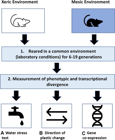 Graphical representation of the methodology used by Bittner et al. (2020) to determine the contribution of phenotypic plasticity in adaptation to novel environments using mice from xeric and mesic environment raised under common laboratory conditions.