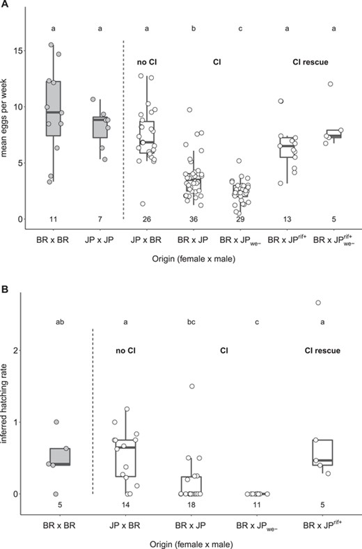 Mean weekly numbers and inferred hatching rates of eggs produced by intra- and interpopulation crosses of the ant C. obscurior. Mean weekly numbers (A) and inferred hatching rates (B) of eggs produced by Brazilian (BR) and Japanese (JP) queens mated to males from their own or from a different population. JP ants were collected from colonies that either carried the main endosymbiont Candidatus Westeberhardia cardiocondylae (JP) or did not (JPwe-). Males used in “CI rescue” crosses were collected from JP colonies with and without Cand. Westeberhardia cardiocondylae, which had been treated with the antibiotic rifampicin (JPrif+; JPwe-rif+). Numbers below box plots indicate the number of replicates. Differences between groups were tested with pairwise Mann-Whitney U-tests followed by Bonferroni-Holm correction of P-values. Letters above boxplots indicate statistically significant differences at P < 0.05. For Bonferroni-Holm corrected pairwise P-values, see Tables S1 and S3.