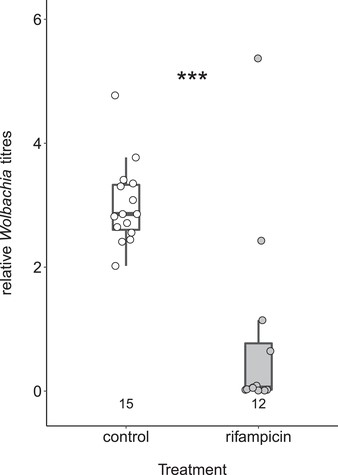 Effects of rifampicin treatment on Wolbachia titers in males. All males were collected from colonies that carried the main endosymbiont Candidatus Westeberhardia cardiocondylae. Numbers below box plots indicate the number of replicates. Differences in Wolbachia titers between control and rifampicin-treated males were tested with a Mann-Whitney U-test. Stars (***) indicate statistically significant differences at P < 0.001.