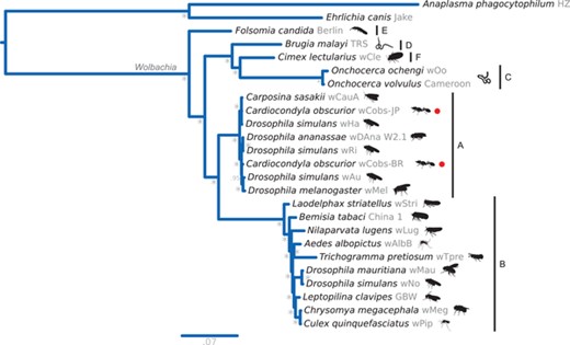 Wolbachia spp. phylogeny. Bayesian phylogenetic placement of Wolbachia strains sequenced from C. obscurior (wCobs-BR and wCobs-JP). Anaplasma phagocytophilum and Ehrlichia canis were used as outgroups. For Wolbachia, names at tips correspond to the host from which they were sequenced/isolated. Red dots are used to highlight the newly sequenced strains. Next to the binomial names, strain names are shown in gray and silhouettes for the host are sketched in black. Horizontal bars delimit Wolbachia supergroups (A-F). * = 1.0 posterior probability.