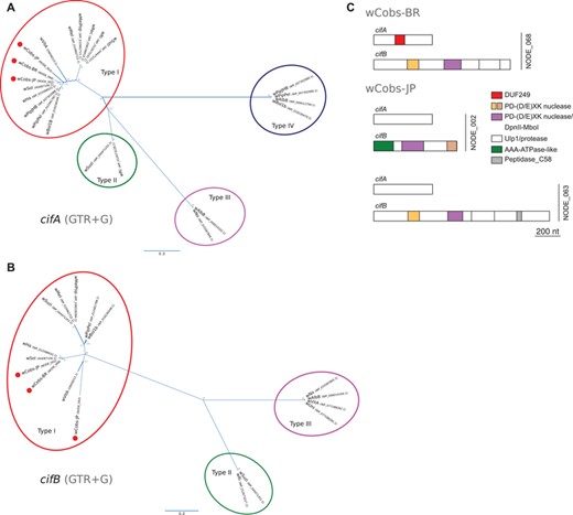 Phylogeny and domain structure of cif genes. Bayesian phylogenetic trees for (A) cifA and (B) cifB genes. Colored ovals are used to highlight the different gene “types.” * = 1.0 posterior probability. (C) Domain structure for the cif genes of wCobs-BR (top) and wCobs-JP (bottom) strains. For the latter, the two loci are shown and indicated with a vertical bar to the right of the sketches. Color codes and designation of the domains are shown in the legend.