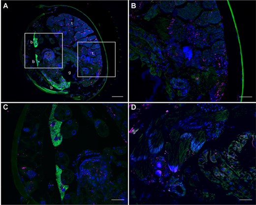 Localization of endosymbiotic bacteria in male adult abdomens of C. obscurior via fluorescence in situ hybridization. Wolbachia were specifically stained with two Cy5-labeled probes (magenta) and Cand. Westeberhardia with a Cy3-labeled probe (green). Host cell nuclei are counterstained with DAPI (blue). (A) Transversal section of C. obscurior JP male abdomen showing the testes (t), the Cand. Westeberhardia-containing bacteriomes (B) and the gut (g). The areas indicated by rectangles are displayed in higher magnification showing Wolbachia-infected seminiferous tubules (B) and bacteriomes co-infected with Cand. Westeberhardia and Wolbachia (C). (D) Cardiocondyla obscurior BR male testes and gut epithelium infected with Wolbachia. Scale bars: 50 μm (A) and 20 μm (B-D).