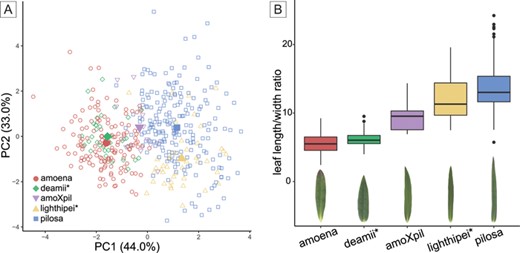 (A) Principal component analysis (PCA) of six morphological and physiological leaf traits (leaf length, width, length/width ratio, area, relative chlorophyll content, SLA). The centroid for each taxon is indicated by the larger, solid shape. (B) Boxplot comparing leaf length/width ratio by taxon (consistent with figs. 2-3 in Levin and Smith 1966). Below each box is a typical leaf and flower from each taxon.