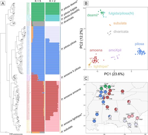 (A) Maximum likelihood phylogenetic inference for a subset of the eastern perennial Phlox based on 16,024 RAD loci. Ultrafast bootstrap support values from IQ-TREE are reported at nodes for which UFBoot < 100. Bar plot showing the inferred ancestry proportions for each individual included in the phylogeny from the program STRUCTURE. On the left, the best supported value of K = 5 for all individuals in the dataset. On the right, the results of three separate STRUCTURE analyses with K = 2 for each of the three primary groups indentified by phylogeny, PCA, and STRUCTURE (deamii + fulgida/pilosa(N), pilosa, and amoena + lighthipei). (B) Principal component analysis (PCA) based on 1,694 SNPs from the RAD dataset. (C) Location of wild populations of our four focal taxa that were sampled for RAD sequencing. Pies are colored according to nested STRUCTURE analyses and represent the average inferred ancestry proportions across individuals collected at that site. Asterisks indicate deamii and lighthipei populations.