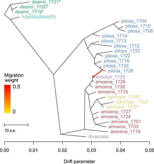 (A) Results from TreeMix analysis for all populations with at least five individuals sampled (with the exception of lighthipei_1707, which had four individuals). A single migration event is supported, involving pilosa individuals from the contemporary hybrid zone (pilosa_1728 and pilosa_1729) and putative amoena X pilosa hybrid individuals (amoXpil_1729) sampled from the same site. These putative hybrids group with amoena individuals from the same site (amoena_1729 and amoena_1726) in the TreeMix graph.