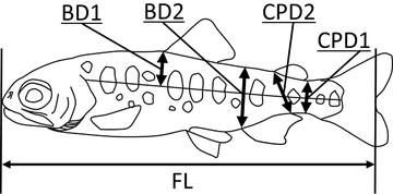 Morphometric measurements of juvenile O. masou ishikawae. FL = fork length; BD1 = body depth from the lateral line to the anterior end of the dorsal fin; BD2 = body depth at the anterior end of the anal fin; CPD1 = caudal peduncle depth at the posterior end of the adipose fin; CPD2 = caudal peduncle depth from the posterior end of the anal fin to the anterior end of the adipose fin. These four body depth measurements were aggregated into a single variable (PC1) by using principal component analysis after log10 transformation.
