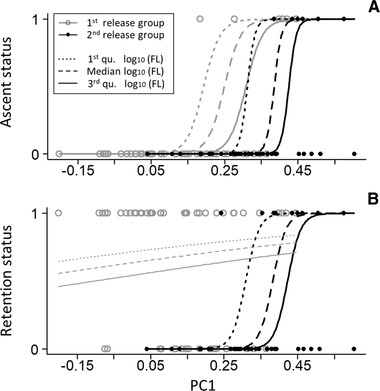 Logistic relationships between PC1 (an index of body depth) and (A) the proportion of juveniles ascending the uppermost step or (B) the proportion of juveniles remaining above a barrier. The y-axis shows juvenile status, whereby 0 indicates individuals remaining downstream of the uppermost step and 1 indicates ascent above the uppermost step in panel A and 0 indicates displacement downstream of a barrier and 1 indicates remaining above a barrier in panel B. Gray, open circles and gray lines indicate the first release group. Black, solid circles and black lines indicate the second release group. In both panels, regression curves show log10-transformed fork length (FL)-specific logistic relationships between PC1 and juvenile status. Dotted, dashed, and solid lines represent logistic relationships for the first quartile, median, and third quartile of log10-transformed FL values, respectively.