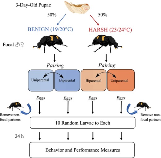 Schematic of mixed factorial experimental design. Focal individuals of each sex were divided evenly between the treatment incubators on the third day of pupal development to facilitate thermal acclimation (thermal environment = between-subject factor). At pairing, individuals were assigned randomly to a starting social condition (uniparental or biparental) and restarted in the opposite social condition upon successful completion of a first trial (social condition = within-subject factor). In uniparental trials, nonfocal parents were removed after egg laying. All eggs were collected prior to hatching and each widowed parent or biparental pair was allocated a standardized number of larvae (N = 10) of random genetic origin. Behavioral and performance measures were collected starting 24 h into care.