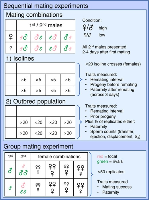 Illustration of experimental design for the two sequential mating experiments (top panels) and the group mating experiment (bottom panel). The different panels indicate the mating combinations, replication, and traits measured for each combination. The general experimental design for the sequential matings applied to both the isoline and population experiments, with the corresponding cells below thus only indicating the different levels of replication (for each of the 20 female isolines or in total, respectively).