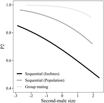 The effect of second-male body size (scaled and centered) on second-male paternity (P2) in three independent experiments.