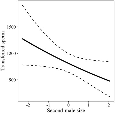 The effect of second-male body size (scaled and centered) on the amount of transferred sperm. The dashed lines indicate the 95% confidence interval.