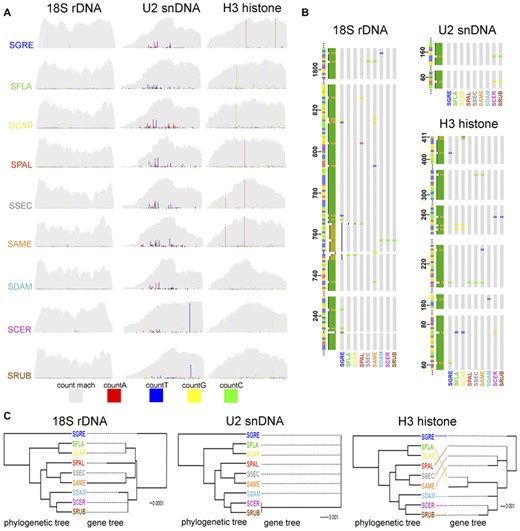 (A) Coverage profiles for the multigene families from Schistocerca species (light gray). The intragenomic variation of each gene is showed as color-coded substitutions from the consensus sequences. (B) Alignment of consensus sequences for the three multigene families of Schistocerca species. Only the regions containing mutations were selected and are showed. (C) Comparison between the simplified time-scaled phylogeny based on Song et al. (2017) and unrooted maximum likelihood trees for the tree multigene families for the Schistocerca species studied here.