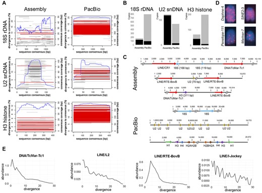 Genomic organization and evolution of multigene families and related sequences (TEs) in the genome of Schistocerca gregaria. (A) Multigene copy occurrence and their completeness in the genome assembly and PacBio raw reads. Red and gray bars represent complete (i.e., spanning at least 90% of the consensus) and truncated sequences, respectively. The blue line depicts the coverage along the consensus sequence. (B) Bar plot representing the proportion of multigene family copies associated with TE within 5-kb up- and downstream flanking sequences in the genome assembly and PacBio raw reads. Black and gray bars show TE association and lack of TE sequences associated with the multigene family copies, respectively. (C) Most common genomic organization of the 18S rDNA, U2 snDNA, and H3 histone in the genome assembly and PacBio libraries. (D) Selected chromosomes showing the distribution of some TEs. Observe enrichment in the chromosomal arm and impoverishment in centromeric region. (E) Sequence abundance versus divergence landscapes of the TE superfamilies most frequently related to multigene families. Note the peak in low divergence values, indicating recent activity.