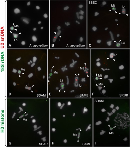 FISH mapping of the three multigene families in (A and B) Anacridium aegyptium and (C–I) Schistocerca species. (A–F) 18S rDNA (green) and U2 snDNA (red); (G–I) H3 histone. (A and E) diplotene and (B–D and F–I) metaphase I. (C) SSEC. (D) SDAM. (E) SAME. (F) SRUB. (G) SCAR. (H) SAME. (I) SDAM. Bar = 5 μm.