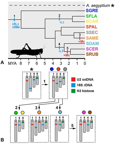 (A) Simplified dated phylogeny for the Schistocerca species studied here based on Song et al. (2017) with chromosomal rearrangements plotted. The chromosomal transformations are indicated by colored lines and the colored letters and numbers indicate the specific events and chromosome involved in the rearrangements, i/t = inversion/transposition; – = deletion; and + = addition. The black numbers indicate the modifications detailed in (B) that generated differences between species. (B) Ideograms showing the distribution of the three multigene families in the chromosomes of Schistocerca species and Anacridium aegyptium as an outgroup. 1: inversion or transposition causing modification in the position of 18S rDNA cluster in chromosomes L3 and M6; 2: deletion of 18S rDNA cluster in chromosome L3; 3: addition of U2 snDNA cluster in chromosome M5; 4: deletion of 18S rDNA cluster in chromosome L3; 5: addition of U2 snDNA cluster in chromosome M5. Note that the deletion of 18S rDNA in chromosome L3 occurred two times independently, as the addition of U2 snDNA in chromosome M5. In panel A, the species are showed in colors that correspond to circles showed in panel B.