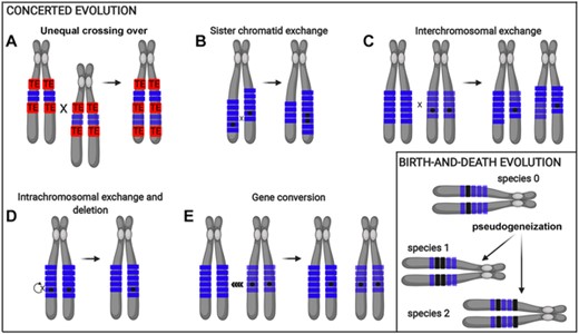 Distinct evolutionary mechanisms may drive the accumulation and divergence of tandemly organized multigene families, putatively operating in Schistocerca genomes. The panel concerted evolution (A–E) shows the five possible recombination mechanisms that may occur within or between tandemly organized multigene families. All five recombination mechanisms can lead to the duplication or loss of a mutation on a chromosome. The crossing over events (A–D) can lead to changes in the number of tandemly organized units on a chromosome, whereas gene conversion (E) will not unless a crossing over also occurs. The different shades of blue rectangles stand for the maternal and paternal chromosomal loci, and the black dots denote mutation in the array. Red boxes stand for transposable element (TE). The birth-and-death evolution panel highlights the pseudogenization process of tandemly organized multigene families across species. Blue rectangles stand for functional genes and black rectangles for pseudogenes.