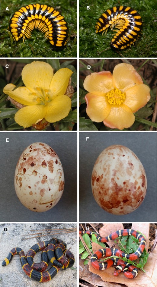 Four examples of mimicry systems, involving Müllerian, rewarding, aggressive, and Batesian mimicry, respectively. (A) Apheloria clade A and (B) Brachoria cedra are two unpalatable Müllerian mimetic millipedes. Apheloria clade A has a greater proportion of yellow aposematic coloration than B. cedra. (C) Turnera sidoides pinnatifida and (D) Modiolastrum malvifolium are flowers that demonstrate rewarding mimicry: both species benefit from increased visitation from pollinators due to their similarity. (E) Eggs of the tawny-flanked prinia Prinia subflava are the model for (F) eggs of its aggressive mimic, the brood-parasitic cuckoo finch Anomalospiza imberbis. Cuckoo finch eggs differ from prinia eggs in having larger markings on average (Spottiswoode & Stevens 2010). (G) The venomous Eastern coral snake Micrurus fulvius, a model for (H) its Batesian mimic, the nonvenomous scarlet kingsnake Lampropeltis elapsoides. The mimic differs from the model in that it exhibits a smaller area of black and a larger area of red. All photos reproduced with permission: panels A and B, Marek and Bond (2009); panels C and D, Andrea A. Cocucci; panels E and F, Claire N. Spottiswoode; panels G and H, David W. Pfennig.