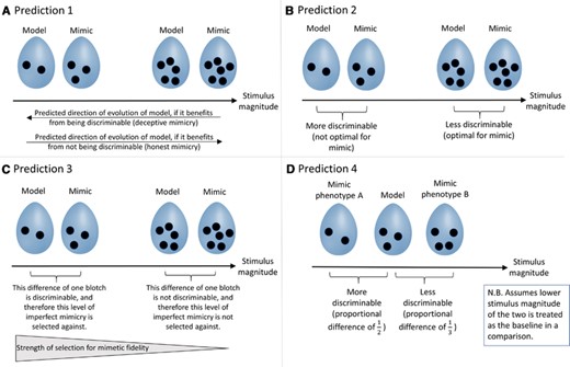 Weber's Law generates four predictions regarding the evolutionary trajectories and mimetic fidelity of mimicry systems, illustrated here using a hypothetical avian brood parasite-host system where receivers discriminate between eggs based on the spottiness of their shells. Weber's Law states that for higher stimulus magnitudes (i.e., more spots on an egg), a given absolute difference will be more difficult to discriminate. See main text for details and reasoning behind the predictions.