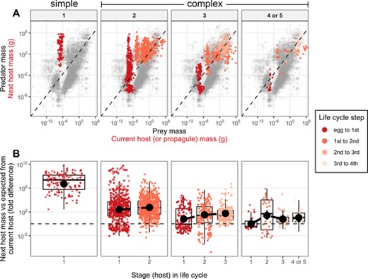 (A) Predator vs prey mass. Gray points are predator and prey masses (n = 87,624) from Brose et al. (2019). The dashed line is the major axis regression and represents typical predator-prey mass ratios. Trophic links exploited by parasites are overlaid as colored points with current host (or propagule) mass as prey and next host mass as predator. (B) The difference between observed and expected next host mass (i.e., the residuals from (A)) plotted by life cycle stage. Black point ranges are means and 95% credible intervals estimated from mixed models accounting for parasite taxonomy and missing data. Missing masses were imputed; X's represent the average from 100 imputations of the y-axis variable. Circles are observed data. Panels separate parasites by life-cycle length.