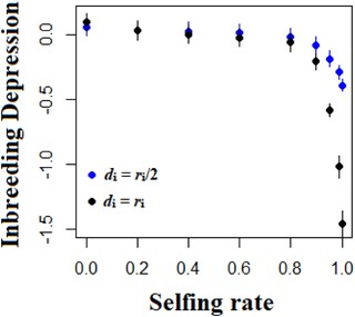 Mean level of inbreeding depression (ID, equation 19), as a function of the selfing rate and the level of dominance. The blue and black points represent values for partial dominance and complete dominance. Other parameters are N = 1000, L = 50, U = 0.05 and ω² = 1. Errors bars indicate 95% confidence intervals (n = 200).