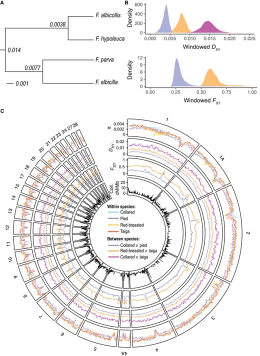 Genome-wide variation in diversity and divergence. Panel A shows the topology of relationships between the four species of flycatchers studied here, with node labels displaying genome-wide DXY. Panel B shows the distribution of DXY in collared flycatcher versus pied flycatcher (blue), red-breasted flycatcher versus taiga flycatcher (orange), and collared flycatcher versus taiga flycatcher (pink), and the distribution of FST in collared flycatcher versus pied flycatcher and red-breasted flycatcher versus taiga flycatcher for 200-kb nonoverlapping windows. Panel C shows variation in π, DXY, FST, and pedigree-based recombination rate in collared flycatcher (cM/Mb) across the collared flycatcher reference genome. A Savitzky-Golay smoothing filter (p = 3, n = 7) has been applied to π, DXY, and FST. Colors for single species are as follows: cyan, collared flycatcher; purple, pied flycatcher; yellow, red-breasted flycatcher; red, taiga flycatcher. Colors for species comparisons are as follows: blue, collared flycatcher versus pied flycatcher; orange, red-breasted flycatcher versus taiga flycatcher; pink, collared flycatcher versus taiga flycatcher.
