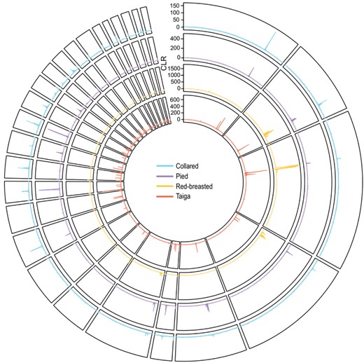 Genome-wide sweep signatures. Shown are smoothed CLR values for each species across the collared flycatcher reference genome. Colors for single species are as follows: cyan, collared; purple, pied; yellow, red-breasted; red, taiga.