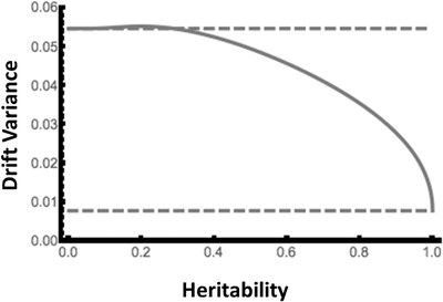 Genetic drift under truncation selection: The solid line gives the sampling variance in mean breeding value plotted against heritability of the trait under selection based on equation 4 in the main text with approximation for variance of genotypic fitness as given in Appendix 2. The upper dashed line gives the sampling variance under random sampling (VA(1/NP−1/2N)), and the lower dashed line gives the sampling variance under deterministic sampling (VA/2N). The plot is based on a population size of N = 64 and a number of selected parents of Np = 16, as in our experiment. The additive variance is set to VA = 1 for illustration.