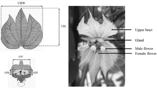 The Dalechampia blossom and the traits analyzed in this study. Gland area (GA) is the product of the average of the left and right gland height (GHl and GHr) and the total gland width (GW), and upper bract area (UBA) is the product of the upper bract width (UBW) and length (UBL) (Drawing by M. Carlson, Photo by E. Albertsen).