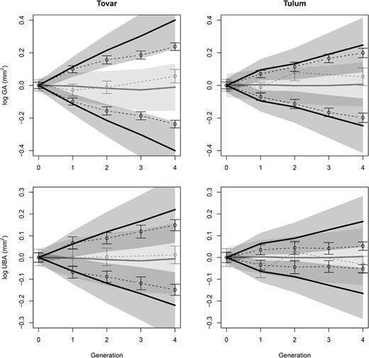 Observed and predicted response to selection with data centered on the generation mean of the up- and down-selected lines. For the two species of D. scandens the responses are shown for gland area (GA), which is the selected trait, and bract area (UBA), which is the correlated trait. Observed responses in trait means (±2SE) are given as the dotted lines. The predicted responses with their prediction intervals (±2SE) are represented by the black lines and shaded area. Control lines are reported in grey with their prediction intervals in light grey.
